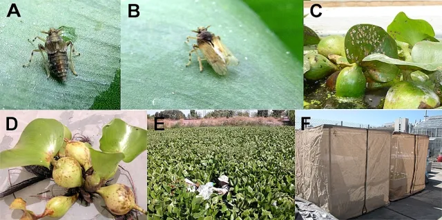 Water hyacinth planthopper