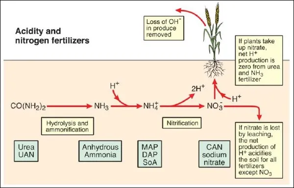 Acidity and nitrogen fertilizers