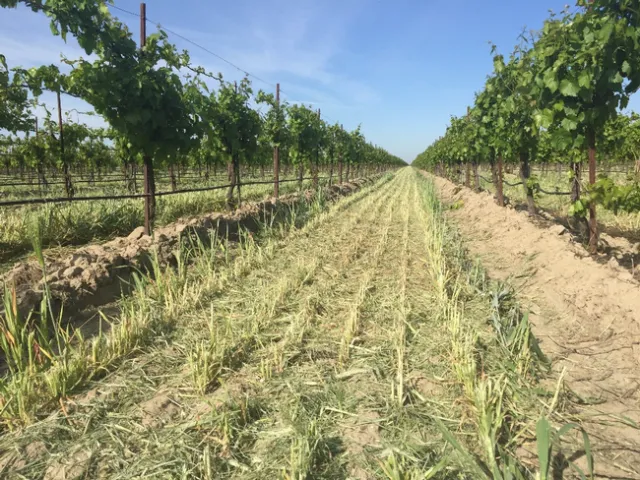 Figure 1. A barley cover crop successfully suppressed weed species