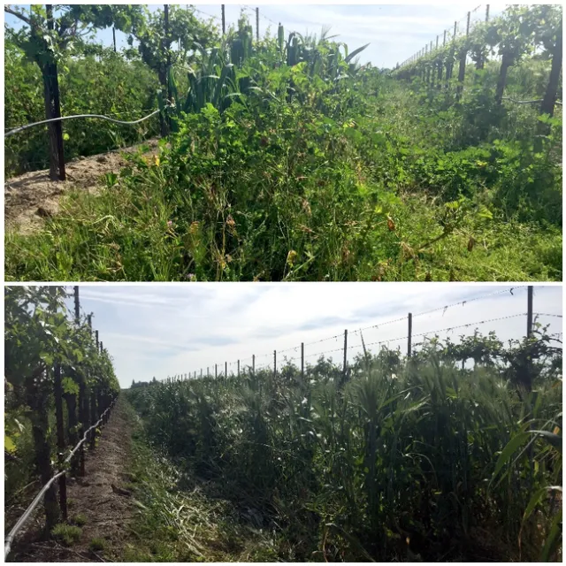 Figure 2. Rows were either seeded barley this winter (bottom), or seeded with barley in 2014 and allowed to naturally reseed and emerge this season (top) which also allowed for the emergence of resident vegetation species.