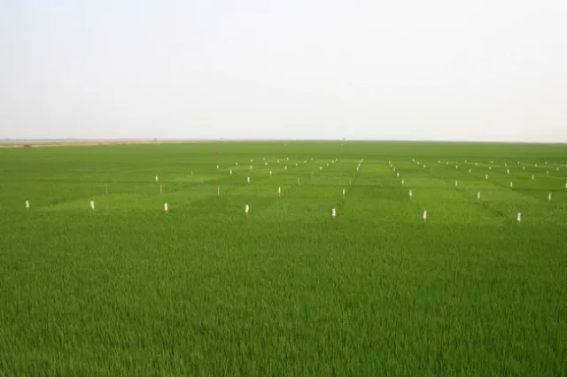 Yolo County var trial July 11