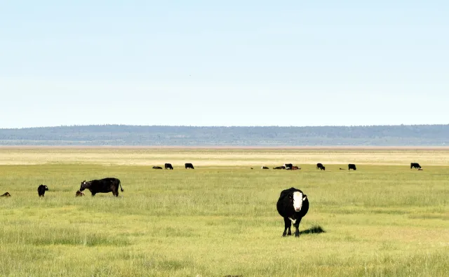 If grazed properly, cattle can help control certain invasive plants!