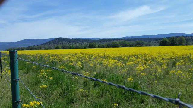 Thick stand of dyers woad in Modoc County