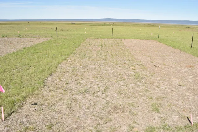 Various herbicide applications to medusahead (far left untreated)