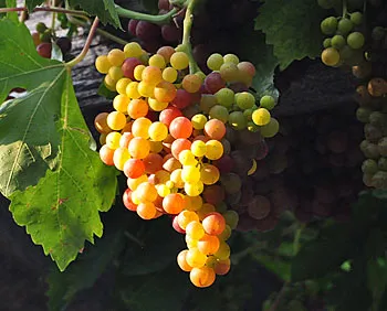 'Flame' grapes
