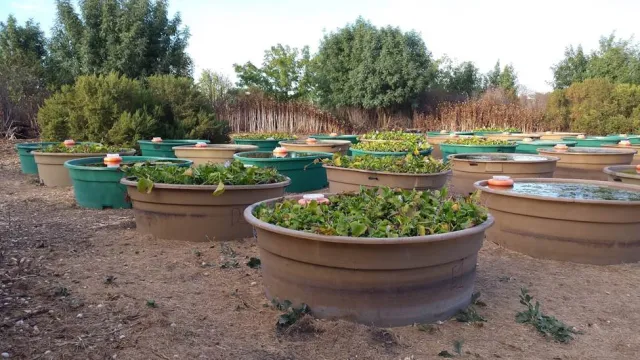 Figure 1. Experiment on how mosquito populations respond to water hyacinth and Brazilian water weed, either treated with herbicide or left untreated.