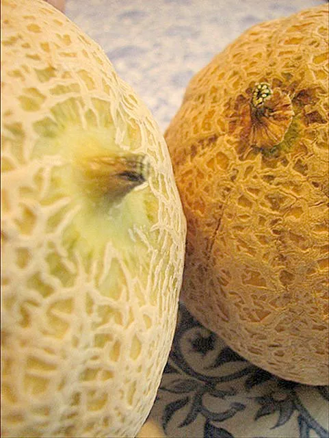Left not ready. Note stem coming away from ripe melon on right.