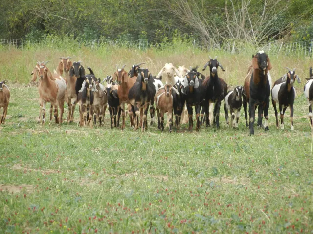 Goats grazing at Lone Willow