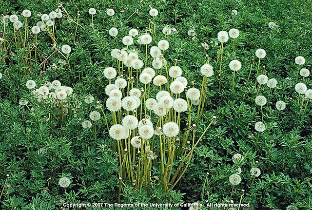Dandelions