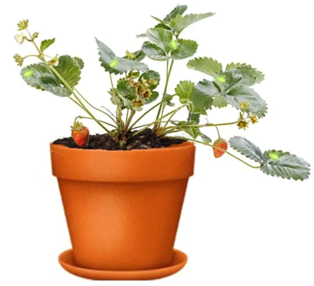 Green peach aphids on strawberry plant