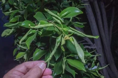 FLRP-Leaf rolling-D.R. Hodel