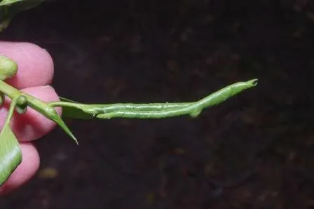 FLRP-Tight leaf rolling-D.R. Hodel