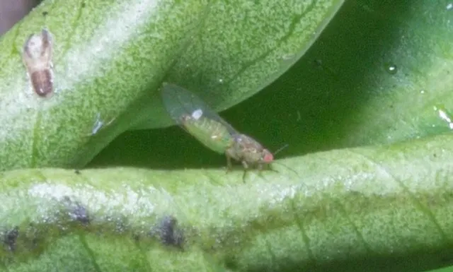 FLRP-Adult and nymph-D.R. Hodel