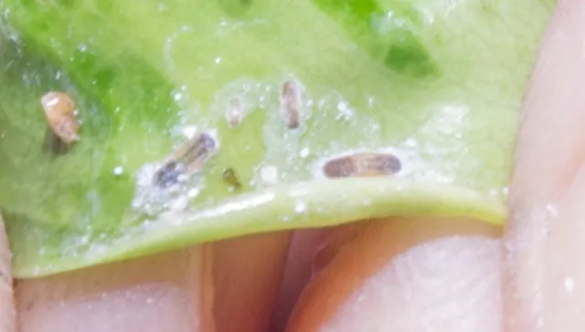 FLRP-Young and old nymphs-D.R. Hodel