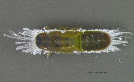 FLRP-Mature nymph with waxy filaments-Gevork Arakelian