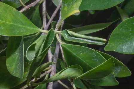 Leaf rolling from spiders and others-D.R. Hodel