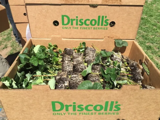 Misted tip transplants