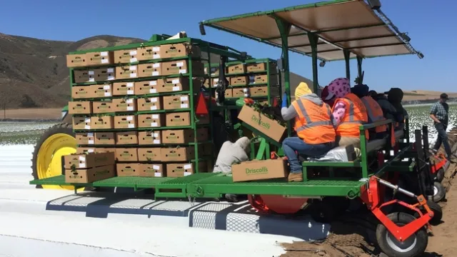 Three-bed strawberry transplanter