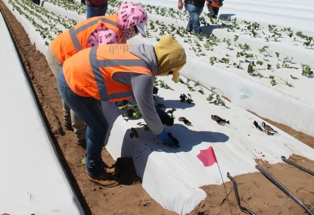 Verifying the transplants