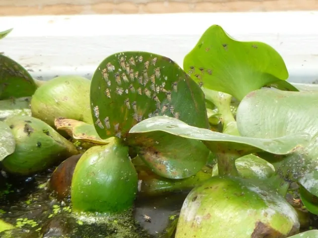 Dense population of adults of the planthopper Megamelus scutellaris. Photo by B. Villegas.