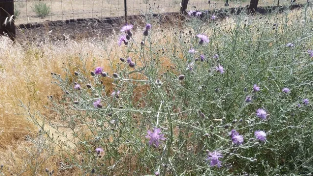 Spotted knapweed growing along roadside in full bloom
