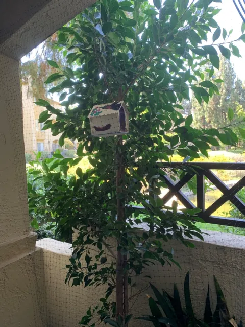 Ficus-David Pearling