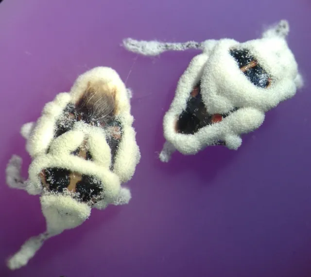 Beauveria bassiana sporulating from Bagrada bug-Dara