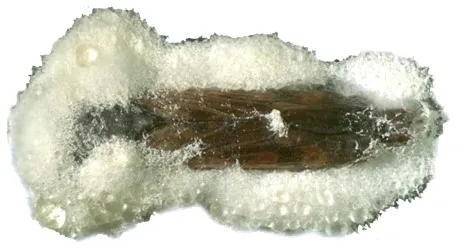 GWSS killed by Beauveria bassiana-Dara