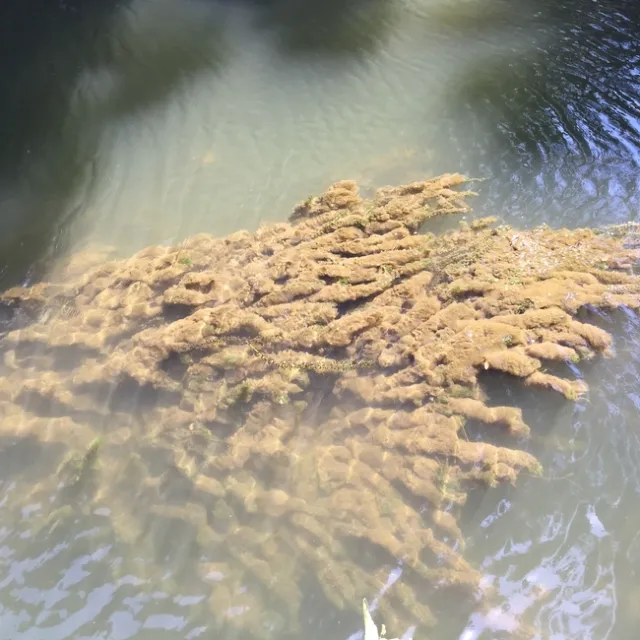 Submersed Brazilian egeria is also a problem for marinas.