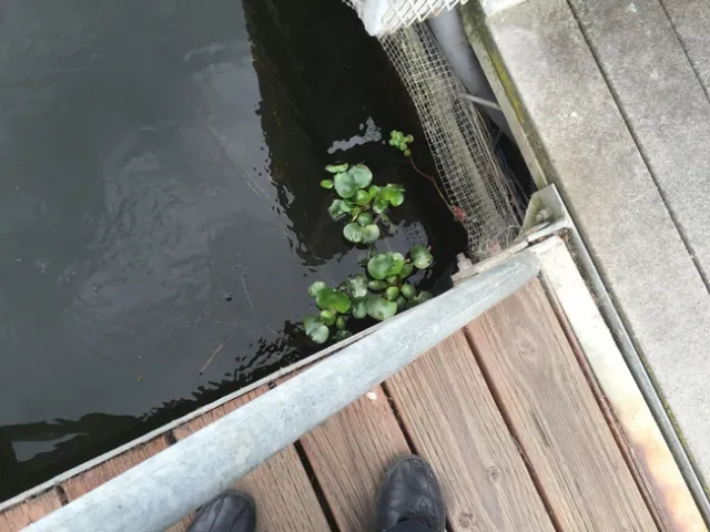A small clump of waterhyacinth - a candidate for hand removal.