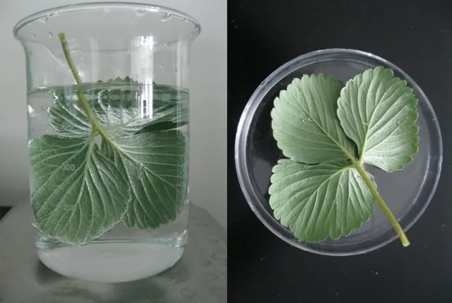 Pesticide resistance test