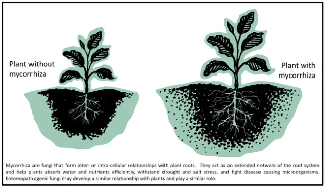 Mycorrhizae-Surendra Dara