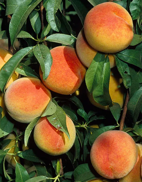 Peaches. Click to enlarge.