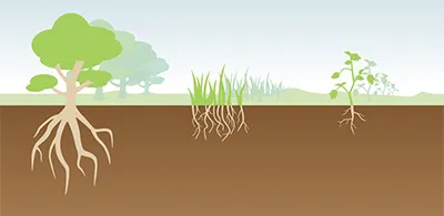 Illustration of roots growing in soil