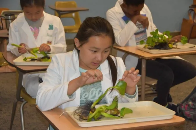 Girls tearing apart Invasive Water Hyacinth collected from the Delta looking for the Neochetina bruchi, a Biological Control Agent. Photo: 2016 G4G Bay Area Event Photos