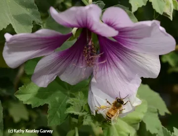 Mallow is the host plant of the common checkered skipper. This photo, taken in the UC Davis Arboretum last spring, shows a foraging honey bee. (Photo by Kathy Keatley Garvey)
