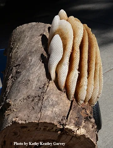 The collapsed feral honey bee colony arrives at the Bohart Museum of Entomology and is now being prepared for display. (Photo by Kathy Keatley Garvey)