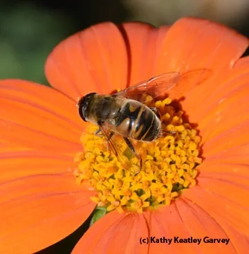 A drone fly: see the 