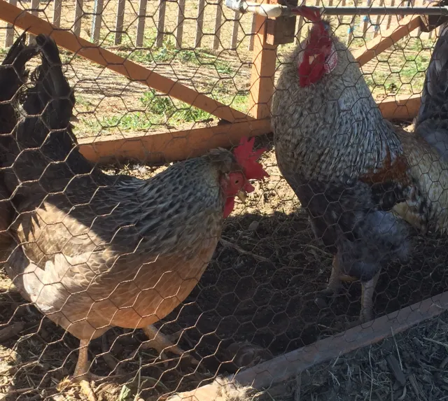 Chicken coop1 - 1 (1)