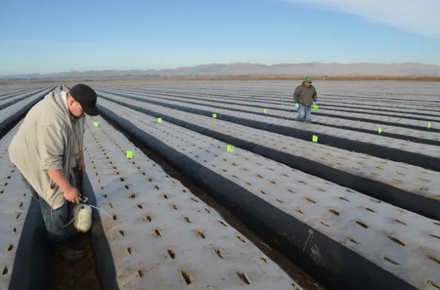 20131203 Bb treatment to strawberry plants