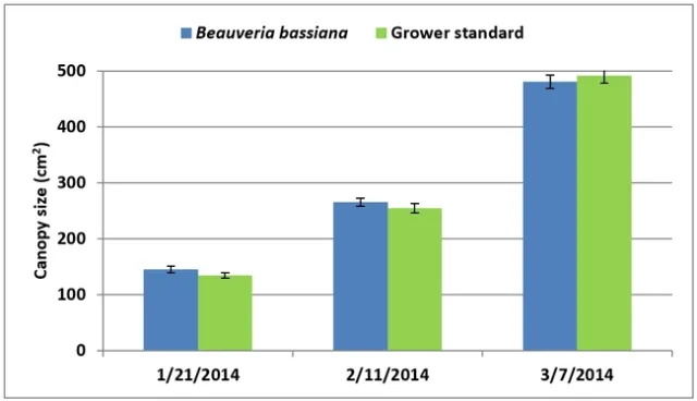 2013 Bb-strawberry-canopy size
