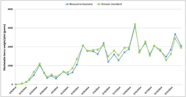 2013 Bb-strawberry-marketable yield