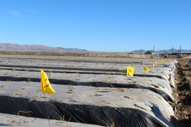 After transplantation