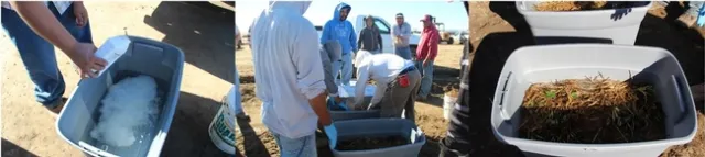 Treating the transplants