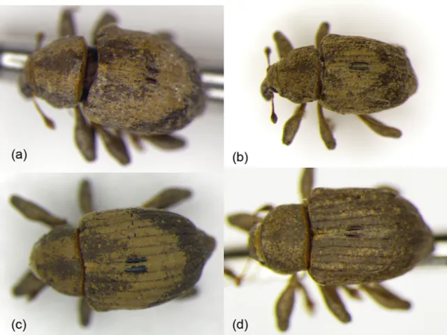 Typical elytra markings characteristic of (a) Neochetina bruchi and (b) N. eichhorniae; compared to atypical elytra markings for (c) N. bruchi and (d) N. eichhorniae. All species were found in the Delta and its associated river systems. Identifications were confirmed with sequences of the mitochondrial cytochrome oxidase subunit 1 (COI) gene.