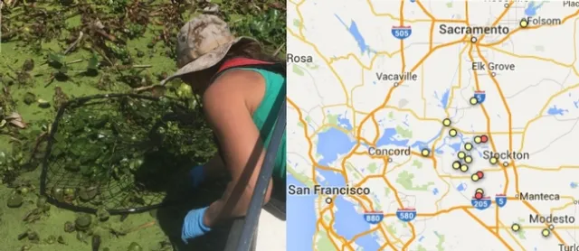 Dr. Julie Hopper (left) sampling water hyacinth in the Delta. Dr. Paul Pratt's laboratory at the USDA and Dr. Julie Hopper are currently surveying and analyzing study sites marked in yellow to determine the temporal and spatial variation of weevil densities 34 years after their initial release in the Delta (sites of the initial release in 1983 are marked in red).