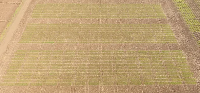 Davis Common & Durum (Aerial), 12/12/2016