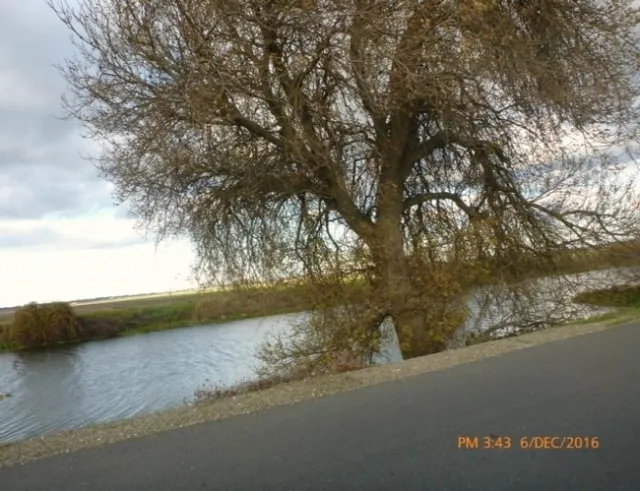 After removal of waterhyacinth and spongeplant in Sevenmile Slough