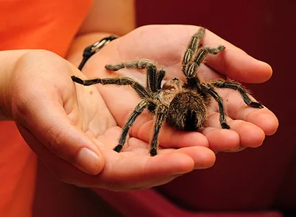 Rose-haired tarantula at Bohart Museum of Entomology. (Photo by Kathy Keatley Garvey)