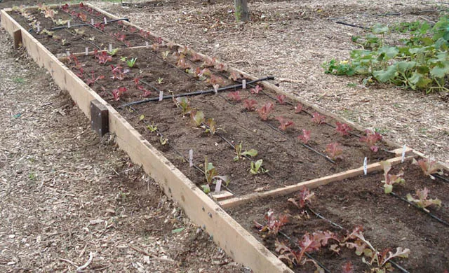 Raised garden bed containing rows of young lettuce plants with wooden sides and soil visible. Small labels are present to identify the different varieties.